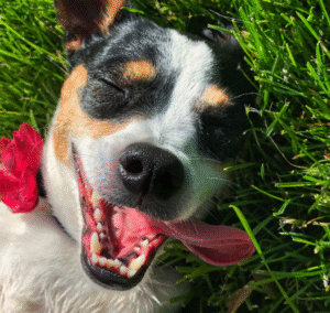 As the Weather Heats Up, So Does the Need for a Clean Yard